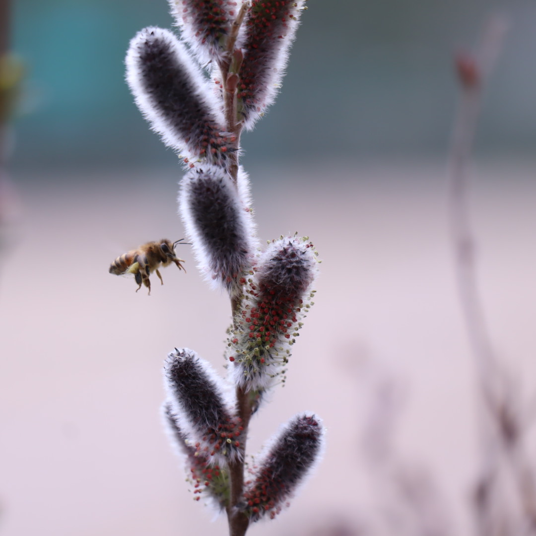 蜂とネコヤナギ