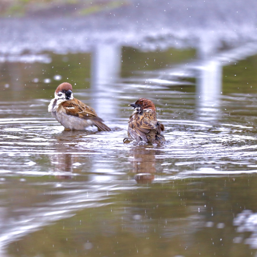 雀の水浴び