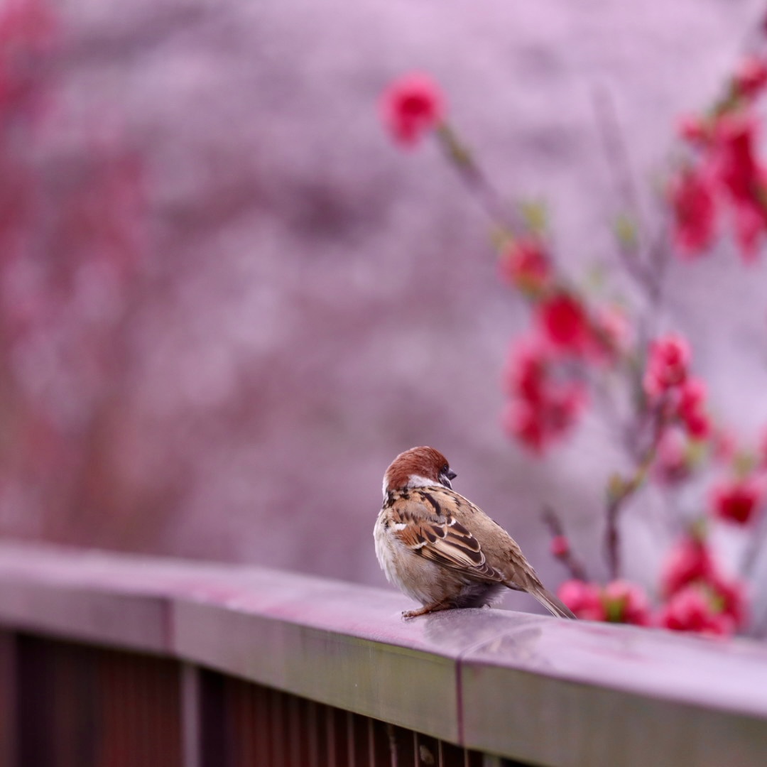 桃の花と雀