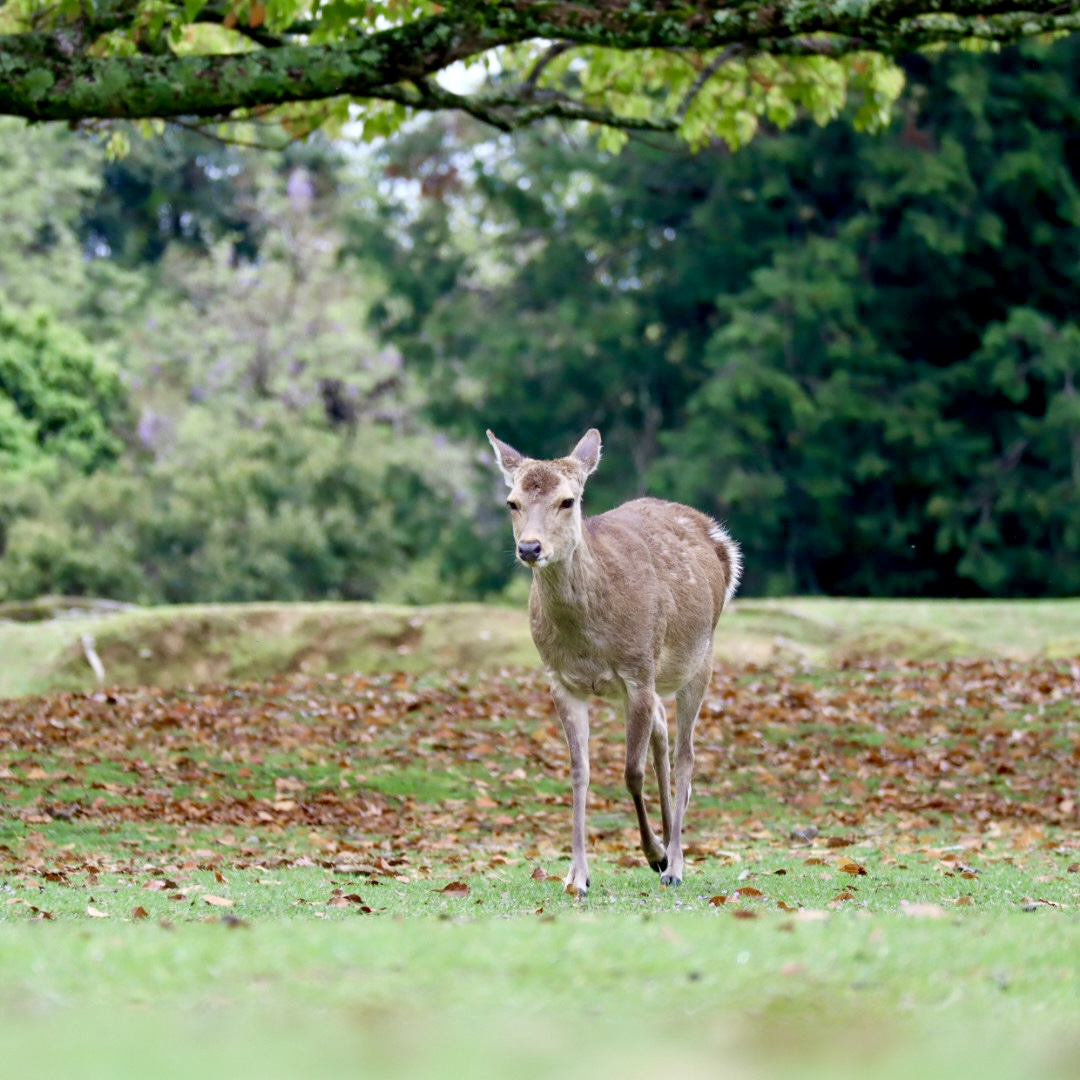 飛火野の鹿
