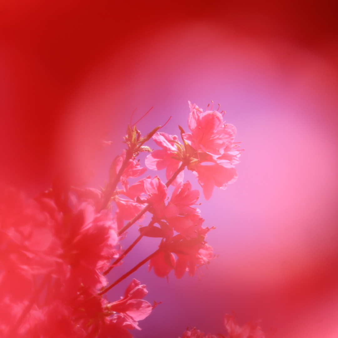 葛城山のツツジ