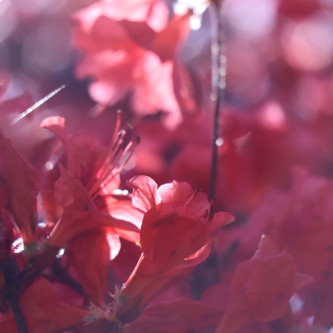 葛城山のツツジ