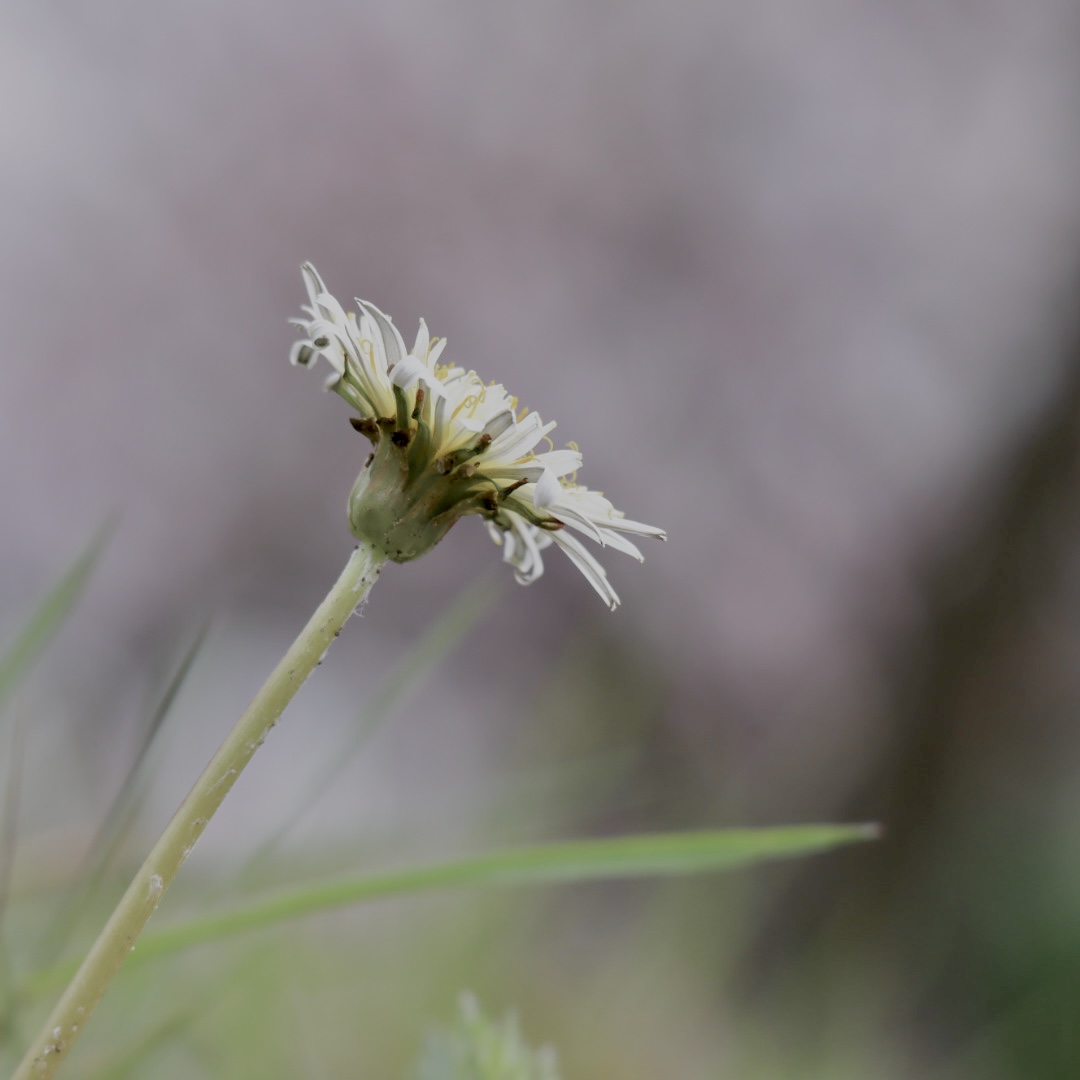 大阪城の白タンポポ