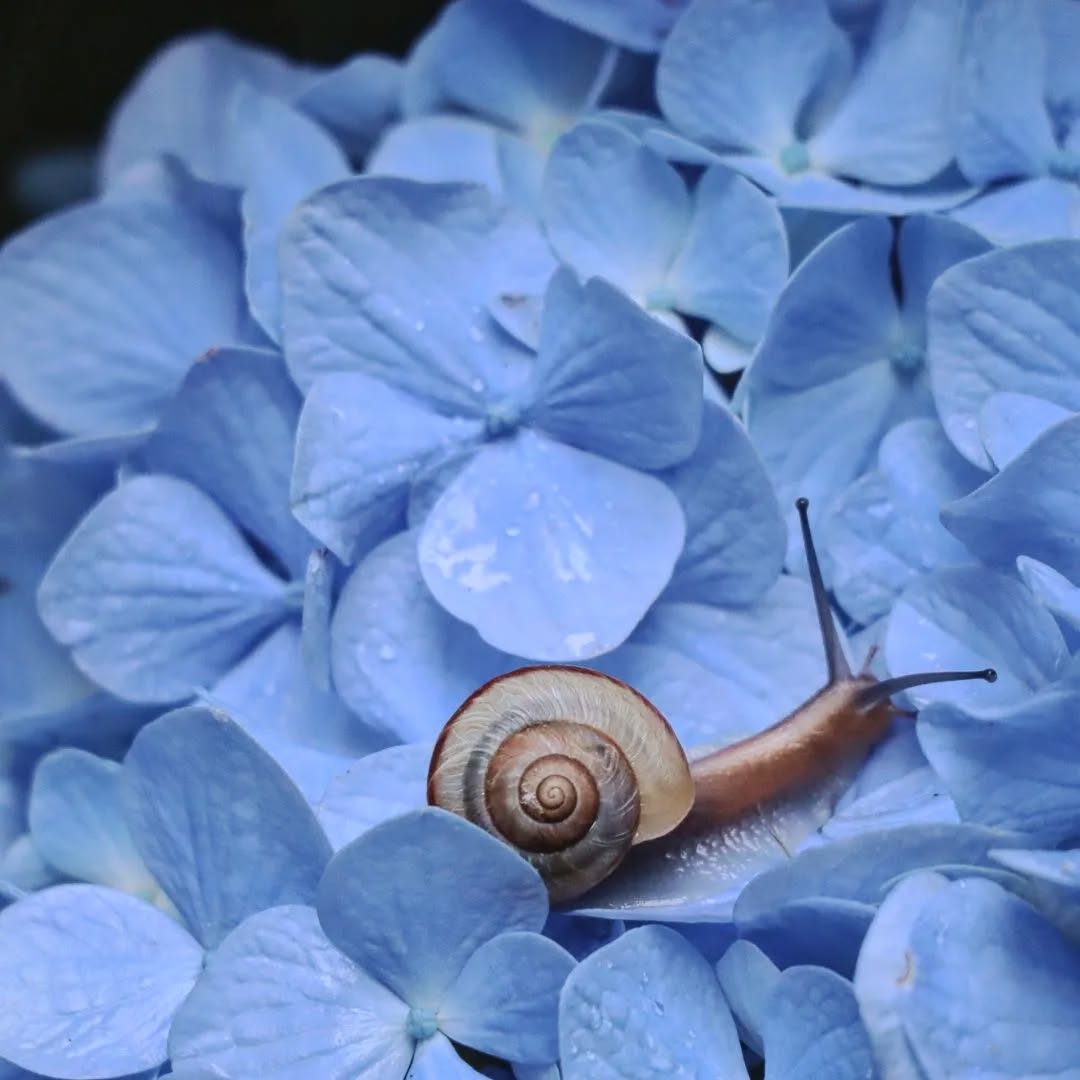 淡路島公園アジサイまつりフォトコンテスト2022受賞作品